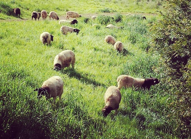 羊の牧草。羊のおかげで除草の必要がなくなりました。